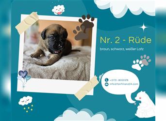 Wunderschöne, knuffige "Labradoxer" Welpen am 03.07. geboren