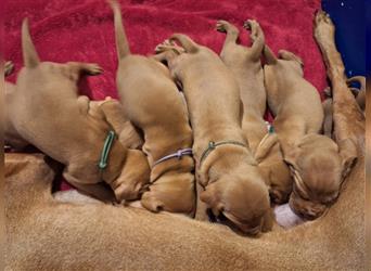 Reinrassige Magyar Vizsla Welpen mit Papieren