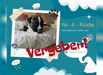 Wunderschöner, knuffiger "Labradoxer" Welpe am 03.07. geboren