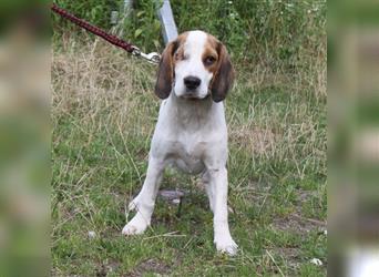 Daisy - Einäuglein sucht Herzensmensch