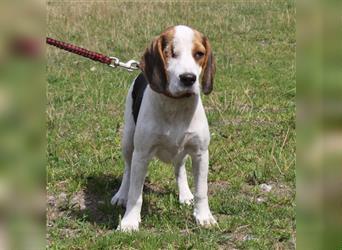 Daisy - Einäuglein sucht Herzensmensch