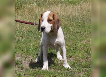 Daisy - Einäuglein sucht Herzensmensch