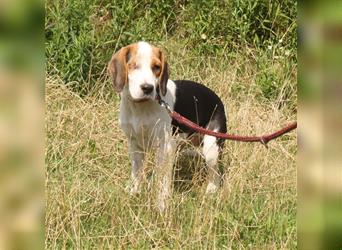 Daisy - Einäuglein sucht Herzensmensch