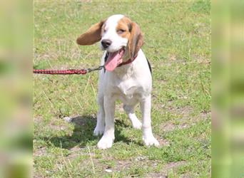 Daisy - Einäuglein sucht Herzensmensch