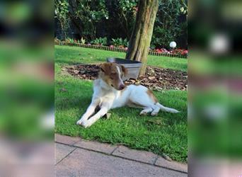 ♥HUBSI♥ neu auf Pflegestelle in Köln - süßer, lieber, neugieriger Junghund 48cm