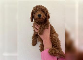 Wunderschöne Mini/Medium Goldendoodle Welpen zu verkaufen in Apricot/Rot Abgabe ab dem 27.08