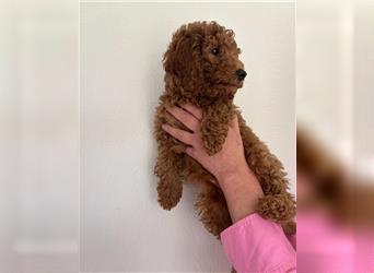 Wunderschöne Mini/Medium Goldendoodle Welpen zu verkaufen in Apricot/Rot Abgabe ab dem 27.08