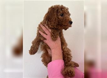 Wunderschöne Mini/Medium Goldendoodle Welpen zu verkaufen in Apricot/Rot Abgabe ab dem 27.08