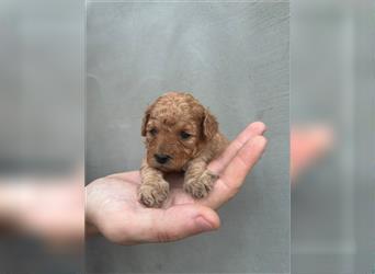 Wunderschöne Mini/Medium Goldendoodle Welpen zu verkaufen in Apricot/Rot Abgabe ab dem 27.08