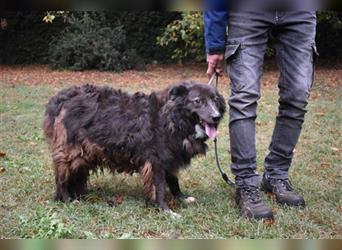 Francisca - italienische Schönheit sucht liebevolles Zuhause