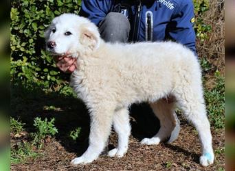 Mirielle - Vier kleine Bärchen suchen dringend Familien