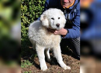 Mirielle - Vier kleine Bärchen suchen dringend Familien