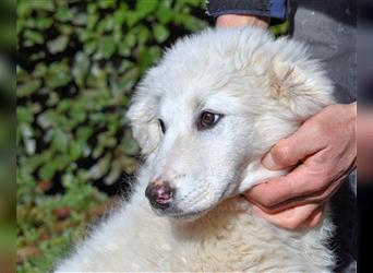 Mirielle - Vier kleine Bärchen suchen dringend Familien