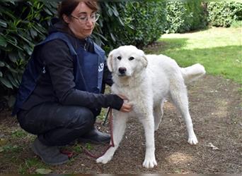 Mirielle - Vier kleine Bärchen suchen dringend Familien