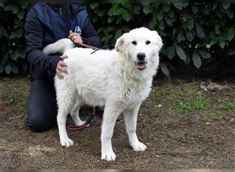 Mirielle - Vier kleine Bärchen suchen dringend Familien