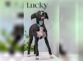 Lucky – ein fröhlicher Hundebub