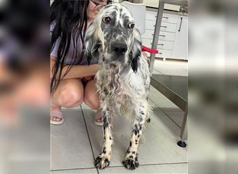 English-Setter ♥Frida♥ sanft,klug,aktiv