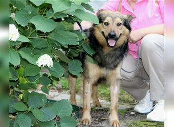 Der fröhliche und freundliche Jackie sucht ein Zuhause.