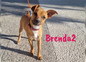 Brenda2 02/2024 (ESP Pflegestelle) - verspielte, kleine Chihuahua-Mix Welpin!