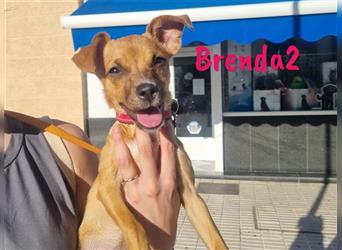 Brenda2 02/2024 (ESP Pflegestelle) - verspielte, kleine Chihuahua-Mix Welpin!