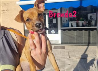 Brenda2 02/2024 (ESP Pflegestelle) - verspielte, kleine Chihuahua-Mix Welpin!