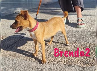 Brenda2 02/2024 (ESP Pflegestelle) - verspielte, kleine Chihuahua-Mix Welpin!