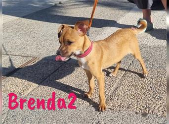 Brenda2 02/2024 (ESP Pflegestelle) - verspielte, kleine Chihuahua-Mix Welpin!