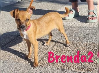 Brenda2 02/2024 (ESP Pflegestelle) - verspielte, kleine Chihuahua-Mix Welpin!