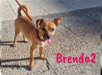 Brenda2 02/2024 (ESP Pflegestelle) - verspielte, kleine Chihuahua-Mix Welpin!