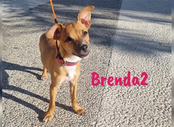 Brenda2 02/2024 (ESP Pflegestelle) - verspielte, kleine Chihuahua-Mix Welpin!