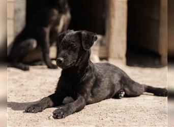 ♥Josy♥ kleine,lebensfrohe,black beauty ♥