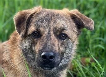 ♥BOBO♥ verliert sein Zuhause bei Köln - unglaublich toller und liebenswerter Junghund 46 cm