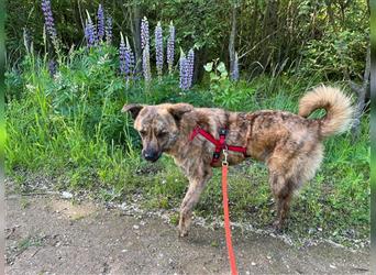 ♥BOBO♥ verliert sein Zuhause bei Köln - unglaublich toller und liebenswerter Junghund 46 cm