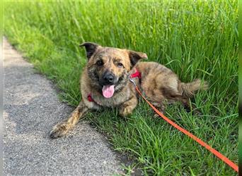 ♥BOBO♥ verliert sein Zuhause bei Köln - unglaublich toller und liebenswerter Junghund 46 cm
