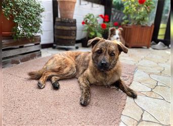 ♥BOBO♥ verliert sein Zuhause bei Köln - unglaublich toller und liebenswerter Junghund 46 cm