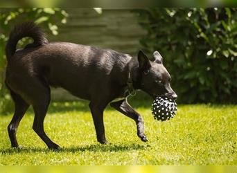 ♥STEVY♥ liebenswerter Rüde, der sein Zuhause in Köln verliert 51 cm