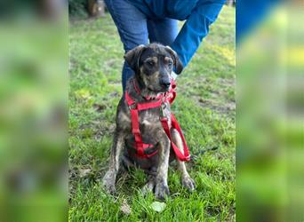 Kinderlieber Lucky sucht sein Glück