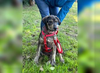 Kinderlieber Lucky sucht sein Glück