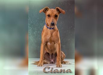 Ciana – bringt leben ins Haus