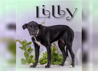 Lilly – ein liebes Welpenmädchen