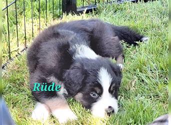 Australian Shepherd Welpen Nur noch 1 Rüde frei