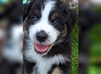 Australian Shepherd Welpen Nur noch 1 Rüde frei