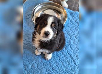 Australian Shepherd Welpen Nur noch 1 Rüde frei