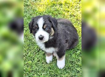 Australian Shepherd Welpen Nur noch 1 Rüde frei