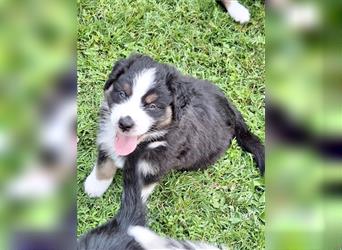 Australian Shepherd Welpen Nur noch 1 Rüde frei