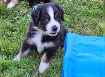 Australian Shepherd Welpen Nur noch 1 Rüde frei