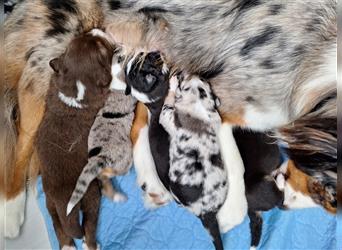 Australian Shepherd Welpen Nur noch 1 Rüde frei