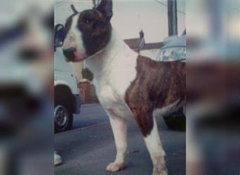 Mini Bullterrier-Welpe