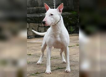 Mini Bullterrier-Welpe