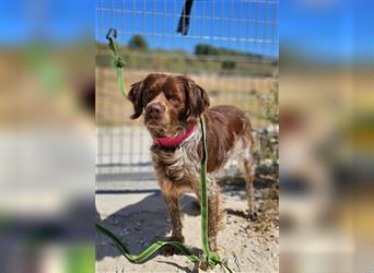 Cookie (Spanien) - Schokokeks sucht liebevolle Halter